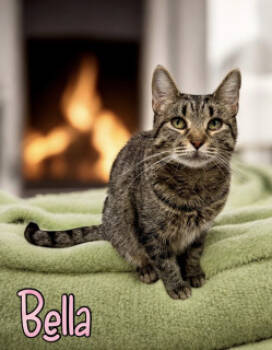 Rescue Domestic Short Hair Cats for Adoption in Joplin, Missouri - Bella 33888 | PetCurious
