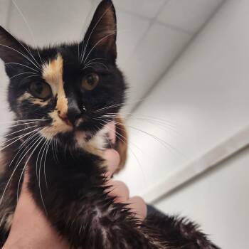 Domestic Short Hair Cats Available for Adoption in Mount Pleasant, Texas - Mila | PetCurious