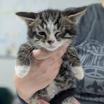 Domestic Medium Hair Cats Available for Adoption in Canton, Illinois - Charlie | PetCurious