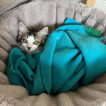 August -  Domestic Short Hair Cat for Adoption in Chilliwack, British Columbia - August | PetCurious