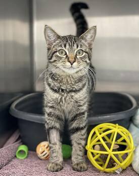 Clawdia -  Domestic Short Hair Cat for Adoption in Orland Hills, Illinois - Clawdia | PetCurious