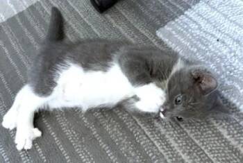Shima -  Domestic Medium Hair and Domestic Short Hair Cat for Adoption - Shima | PetCurious