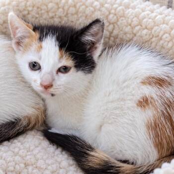Marina -  Domestic Short Hair Cat for Adoption in Long Beach, California - Marina | PetCurious