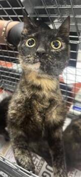 Domestic Short Hair Cats Available for Adoption in Pasadena, Texas - A184713 | PetCurious