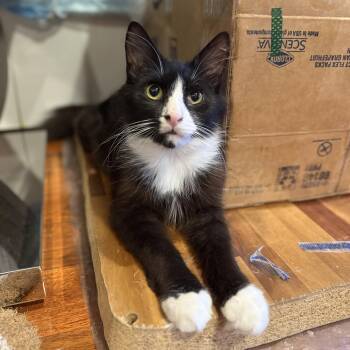 Milan -  Domestic Medium Hair Cat Available for Adoption - Milan | PetCurious