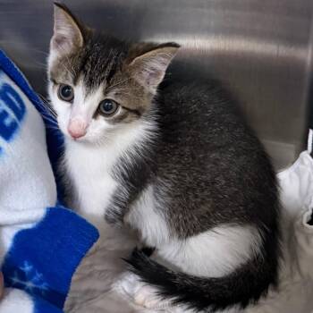 Rory -  Domestic Short Hair Cat for Adoption in Wadena, Minnesota - Rory | PetCurious