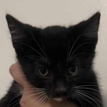 Ash -  Domestic Short Hair Cat for Adoption in Chicago, Illinois - Ash | PetCurious