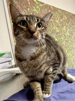 MISO -  Domestic Short Hair Cat for Adoption in San Antonio, Texas - MISO | PetCurious