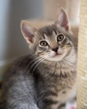 Steffen -  Domestic Short Hair Cat for Adoption in Pequot Lakes, Minnesota - Steffen | PetCurious