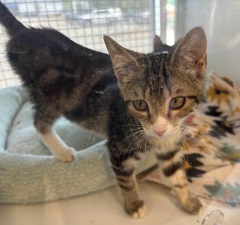 June aka Bimini -  Domestic Short Hair Cat for Adoption in Gorham, Maine - June Aka Bimini | PetCurious