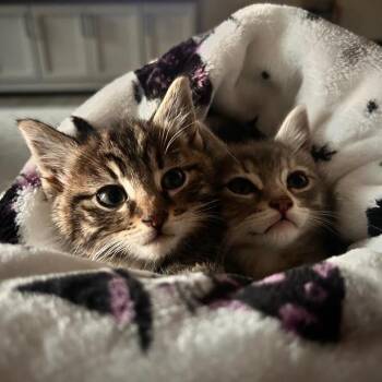 Pixie Rasmussen -  Domestic Short Hair Cat for Adoption in Eagle Mountain, Utah - Pixie Rasmussen | PetCurious