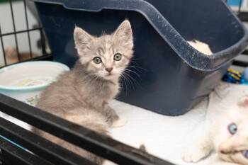 Fern -  Domestic Short Hair Cat for Adoption in Los Angeles, California - Fern | PetCurious
