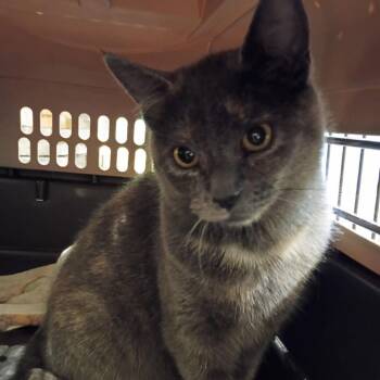 Kai -  Domestic Short Hair Cat for Adoption in Lynchburg, Virginia - Kai | PetCurious