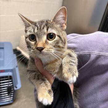 Moana -  Domestic Short Hair Cat for Adoption in Dekalb, Illinois - Moana | PetCurious