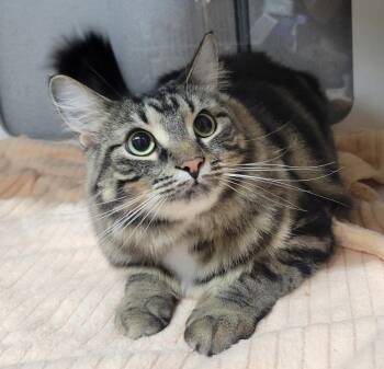Club Sandwich -  Tabby and Domestic Short Hair Cat for Adoption in Cuyahoga Falls, Ohio - Club Sandwich | PetCurious