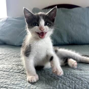 0726-29 Mochi -  Domestic Short Hair Cat for Adoption in Abingdon, Maryland - 0726-29 Mochi | PetCurious