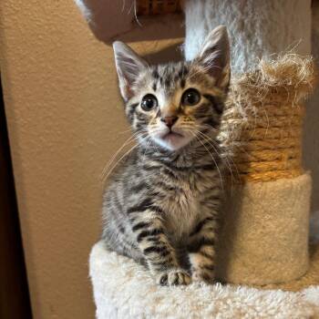 Ramona -  Domestic Short Hair Cat for Adoption in Columbia, Missouri - Ramona | PetCurious