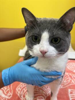 Winter Melon -  Domestic Short Hair Cat for Adoption in Raleigh, North Carolina - Winter Melon | PetCurious