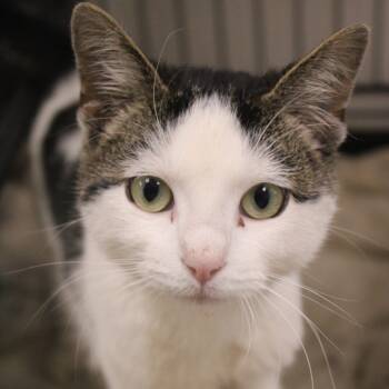 Rescue Domestic Short Hair Cats for Adoption in Cleveland, Mississippi - Belvedere | PetCurious