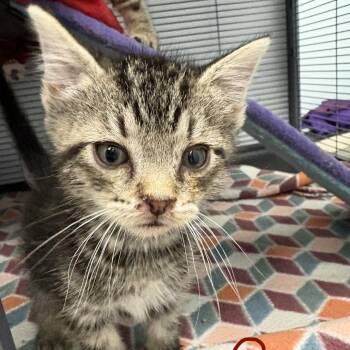 Cosmos (26-5134) -  Domestic Short Hair Cat for Adoption in Fort Smith, Arkansas - Cosmos (26-5134) | PetCurious