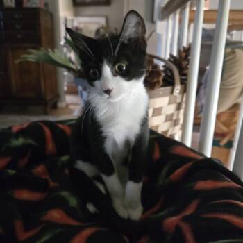 Rescue Domestic Short Hair Cats for Adoption in Houston, Texas - Bennett | PetCurious