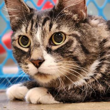 Monday -  Domestic Medium Hair Cat for Adoption in Baltimore, Maryland - Monday | PetCurious
