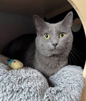 Rescue Domestic Short Hair Cats for Adoption in Willmar, Minnesota - Prigioni | PetCurious