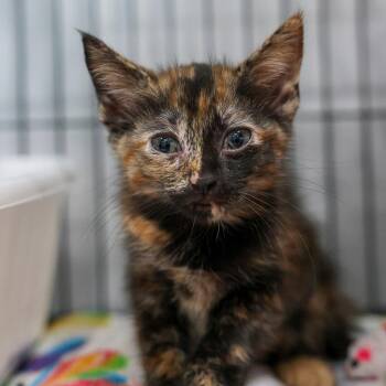 Robin -  Domestic Medium Hair Cat for Adoption in Bradenton, Florida - Robin | PetCurious