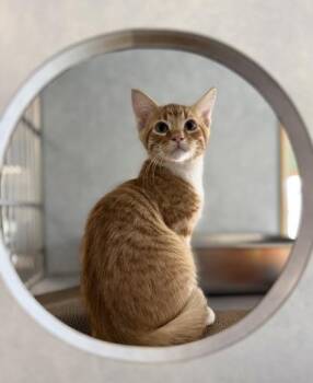 Eddie -  Domestic Short Hair Cat for Adoption in Eagle, Colorado - Eddie | PetCurious