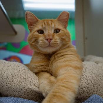 Domestic Short Hair Cats Available for Adoption in Cheyenne, Wyoming - Tobie | PetCurious