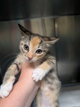 Domestic Short Hair Cats Available for Adoption in Kingsland, Georgia - Tequila Sunrise | PetCurious
