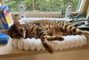 Leo -  Bengal Cat for Adoption in Malvern, Pennsylvania - Leo | PetCurious