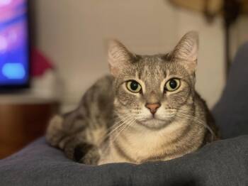 Rescue Domestic Short Hair Cats for Adoption in Sunrise, Florida - Maxwell | PetCurious