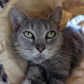 Juno -  Domestic Short Hair Cat for Adoption in Blairsville, Georgia - Juno | PetCurious