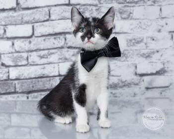 Buzz2 -  Domestic Short Hair and Tuxedo Cat for Adoption in Tuscaloosa, Alabama - Buzz2 | PetCurious
