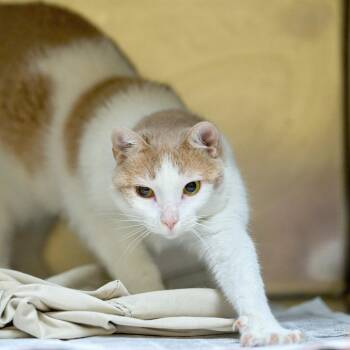 Catie -  Domestic Short Hair Cat for Adoption in Memphis, Tennessee - Catie | PetCurious