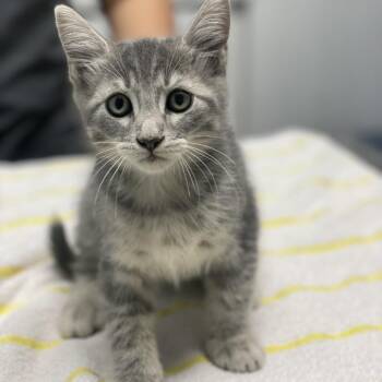Quad -  Domestic Short Hair Cat for Adoption in Riverside, California - Quad | PetCurious
