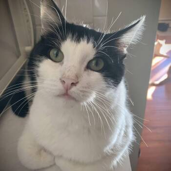 Rescue Domestic Short Hair Cats for Adoption in Buffalo, New York - Liam | PetCurious