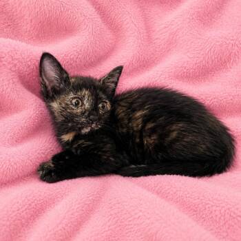 Rosie -  Domestic Short Hair Cat for Adoption in Tucson, Arizona - Rosie | PetCurious