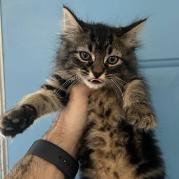 Glitter -  Domestic Long Hair Cat for Adoption in Denver, Colorado - Glitter | PetCurious