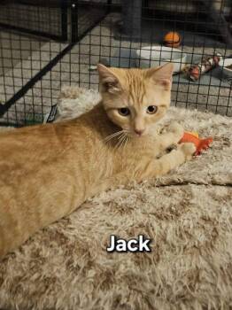 Jack Skellington -  Domestic Short Hair Cat for Adoption in Avondale, Pennsylvania - Jack Skellington | PetCurious