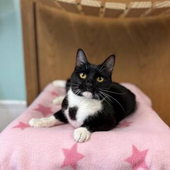 Domestic Short Hair Cats Available for Adoption in Fargo, North Dakota - Charlese | PetCurious