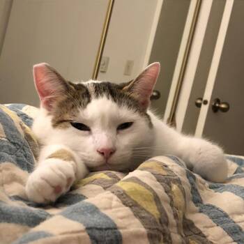 Nora -  Domestic Short Hair Cat for Adoption in Temecula, California - Nora | PetCurious