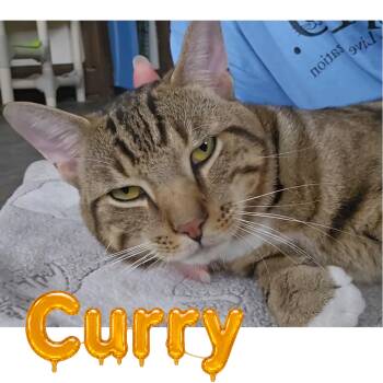 Curry -  Domestic Short Hair Cat for Adoption in Little Falls, New York - Curry | PetCurious
