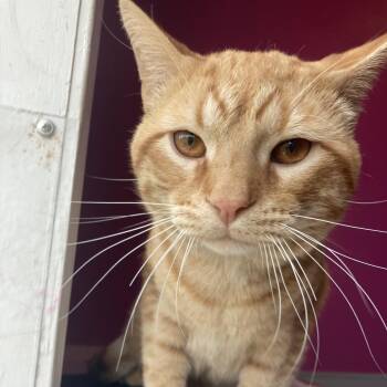 Domestic Short Hair Cats Available for Adoption - Whitaker | PetCurious