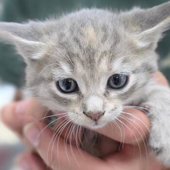 Sherri -  Domestic Short Hair Cat for Adoption in Buellton, California - Sherri | PetCurious