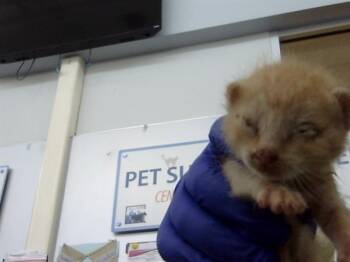 Domestic Medium Hair Cats Available for Adoption in Dallas, Texas - LEONARD | PetCurious