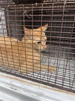 Domestic Short Hair Cats Available for Adoption - A654052 | PetCurious