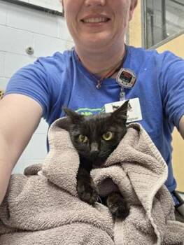 Captain Freon (Barn Cat) -  Domestic Short Hair Cat for Adoption in Gwinn, Michigan - Captain Freon (Barn Cat) | PetCurious