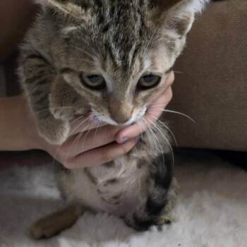 Rescue Domestic Short Hair Cats for Adoption in Beaverton, Oregon - Boo | PetCurious